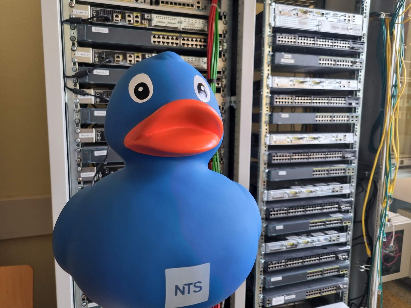 nts_duck